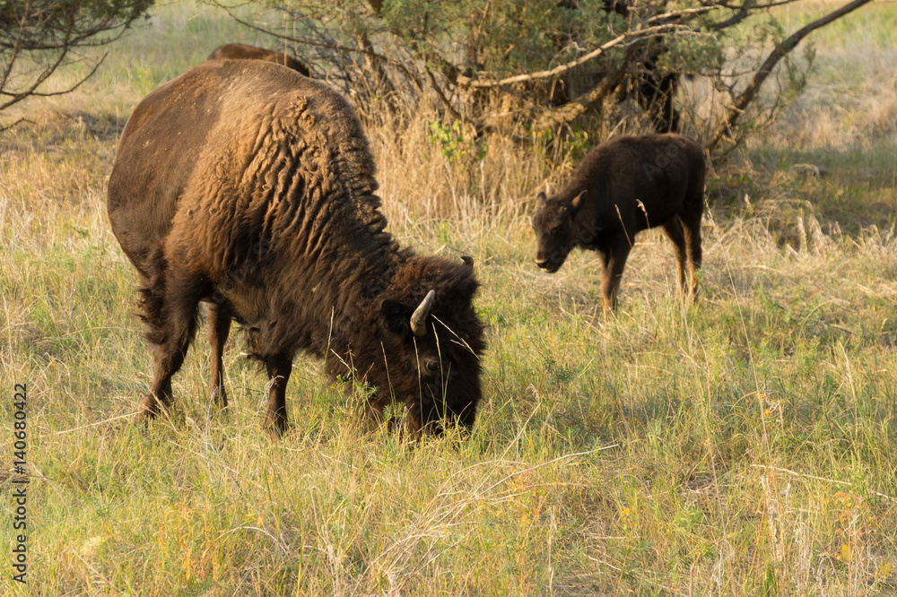 Bison at campground at Theodore Roosevelt Nat'l Park, ND, USA Bison at campground at Theodore Roosevelt Nat'l Park, ND, USA