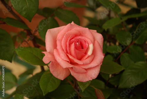 Rose au jardin au printemps