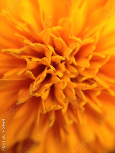 Sunshine Flower © Braden