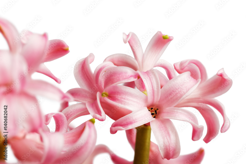 Closeup pink Hyacinth flower isolated on white