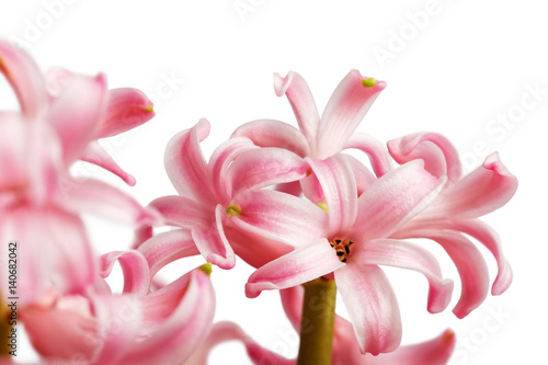 Fototapeta Naklejka Na Ścianę i Meble -  Closeup pink Hyacinth flower isolated on white