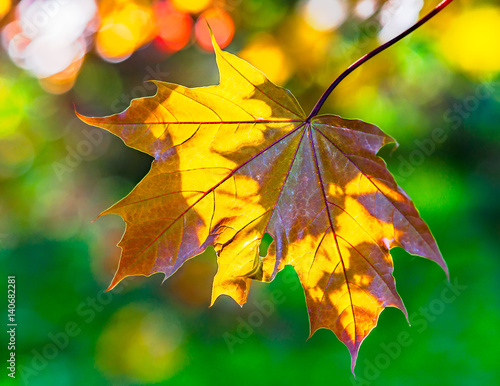 Single Schwedler's maple leaf photo