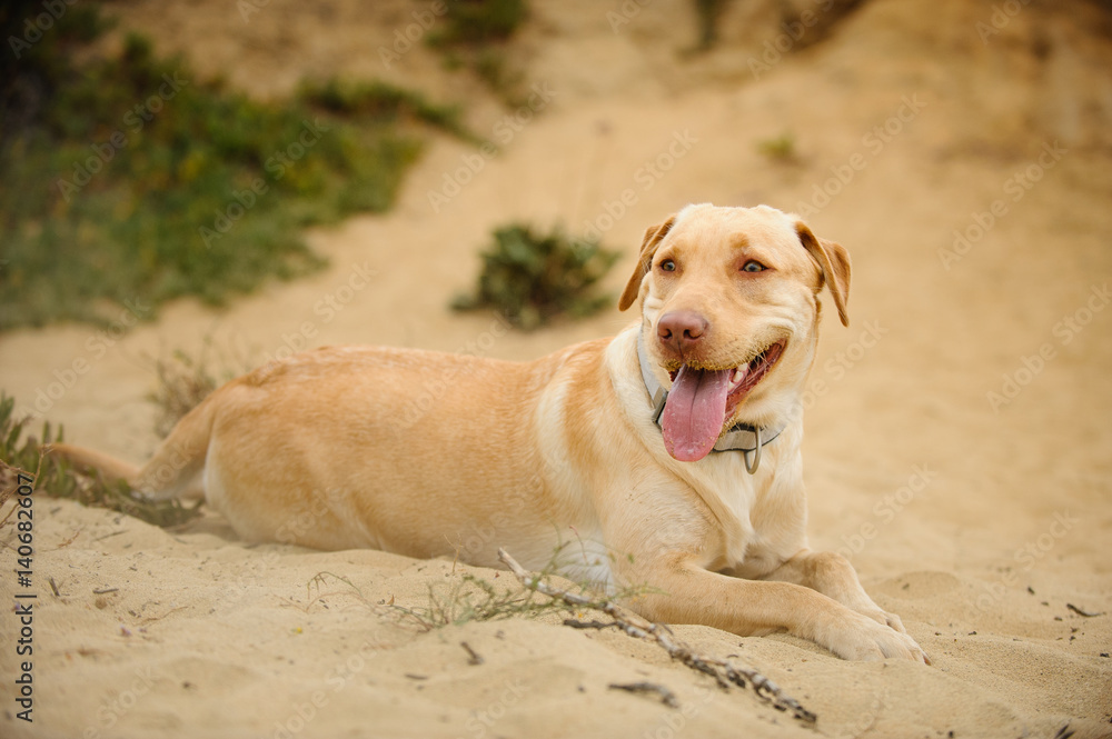 Yellow Labrador Retrieving lying down in sand Yellow Labrador Retrieving lying down in sand