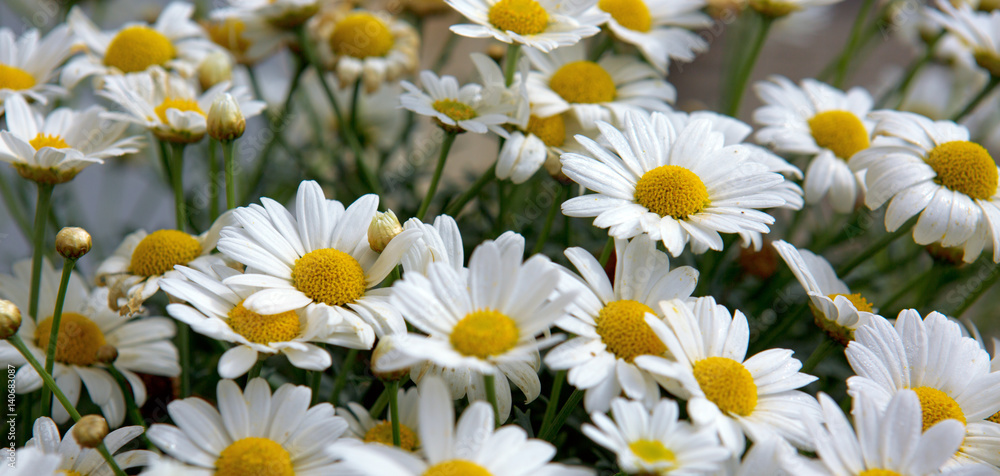 Fototapeta premium Macro of beautiful white daisies flowers.