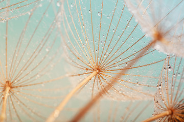 Blue abstract dandelion flower background, extreme closeup with soft focus, beautiful nature details