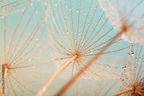 Fototapeta Naklejka Na Ścianę i Meble -  Blue abstract dandelion flower background, extreme closeup with soft focus, beautiful nature details