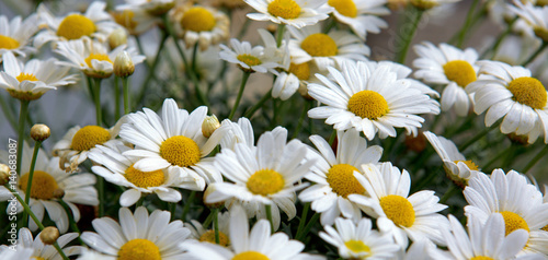 Macro of beautiful white daisies flowers.