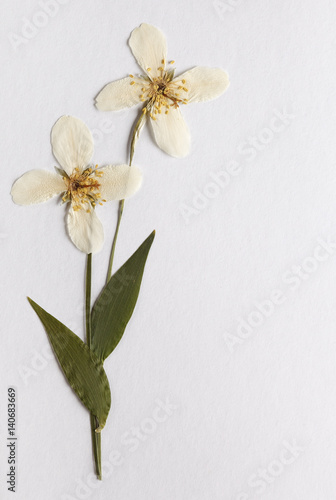 Greeting card with dried flowers