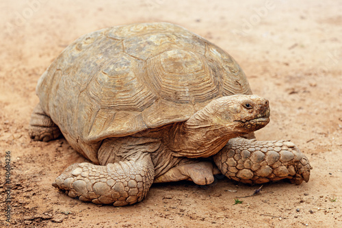 Land tortoise