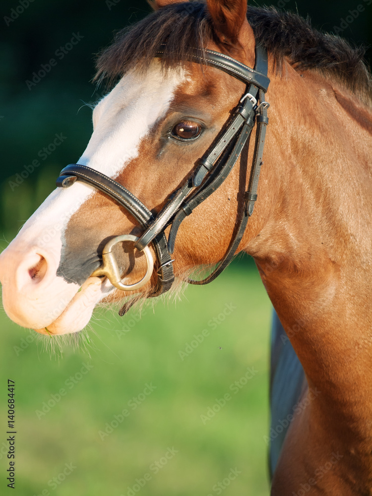 Fototapeta premium portret pięknej klaczy kucyk walijski. ścieśniać