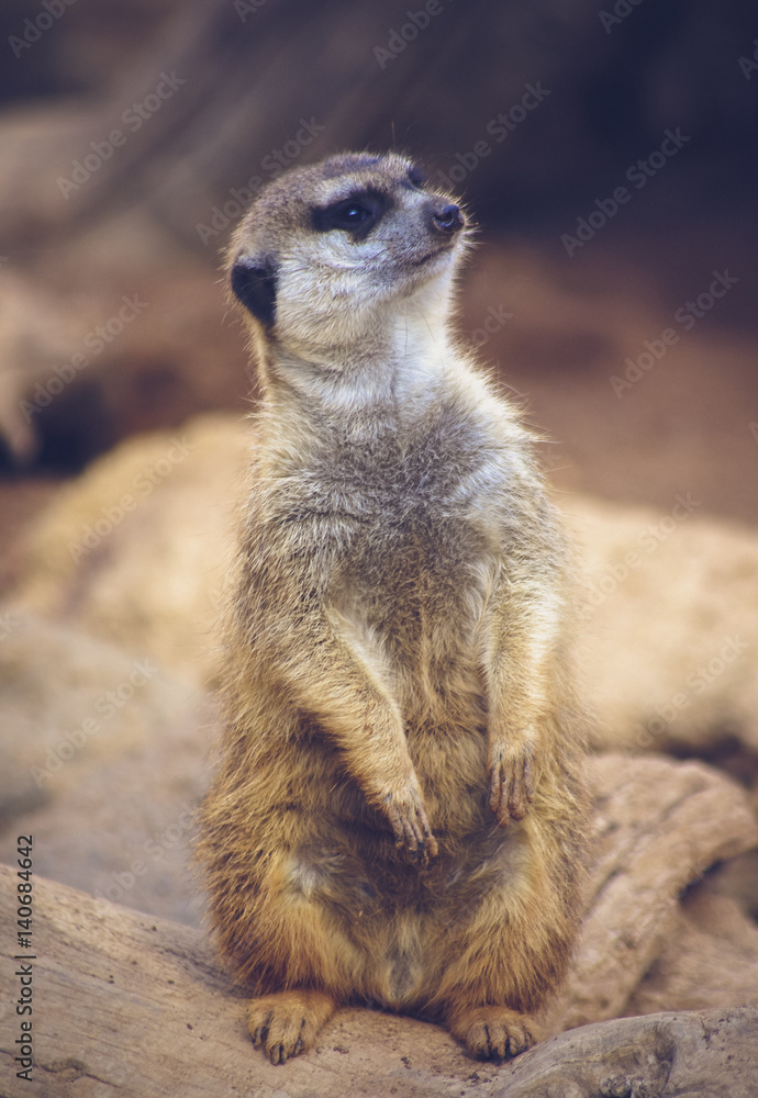 Surikat Stock Photo Adobe Stock