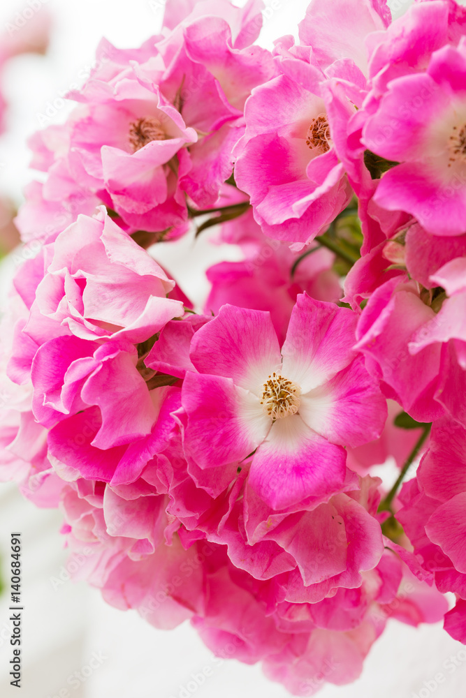 Beautiful buch pink roses close-up