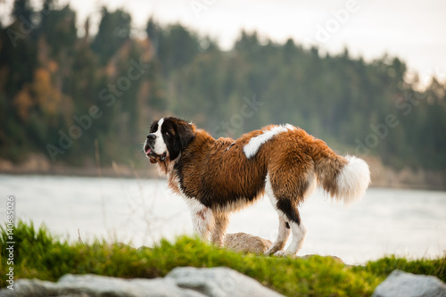Saint Bernard dog standing on shore of a mountain lake photo