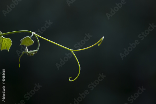 Grape Vine