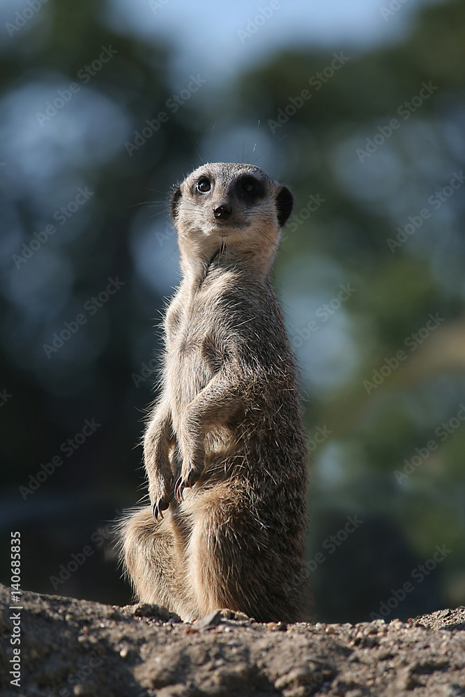 Fototapeta premium You looking at me
