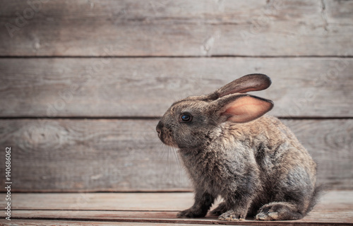 funny rabbit on wooden background