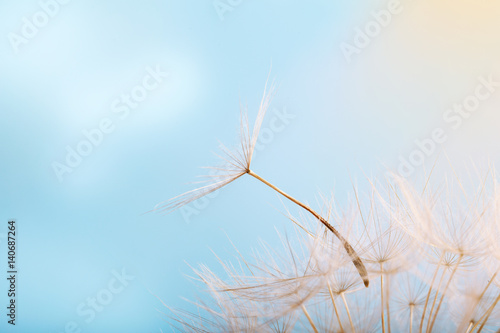 Dandelion on a background a bright blue sky