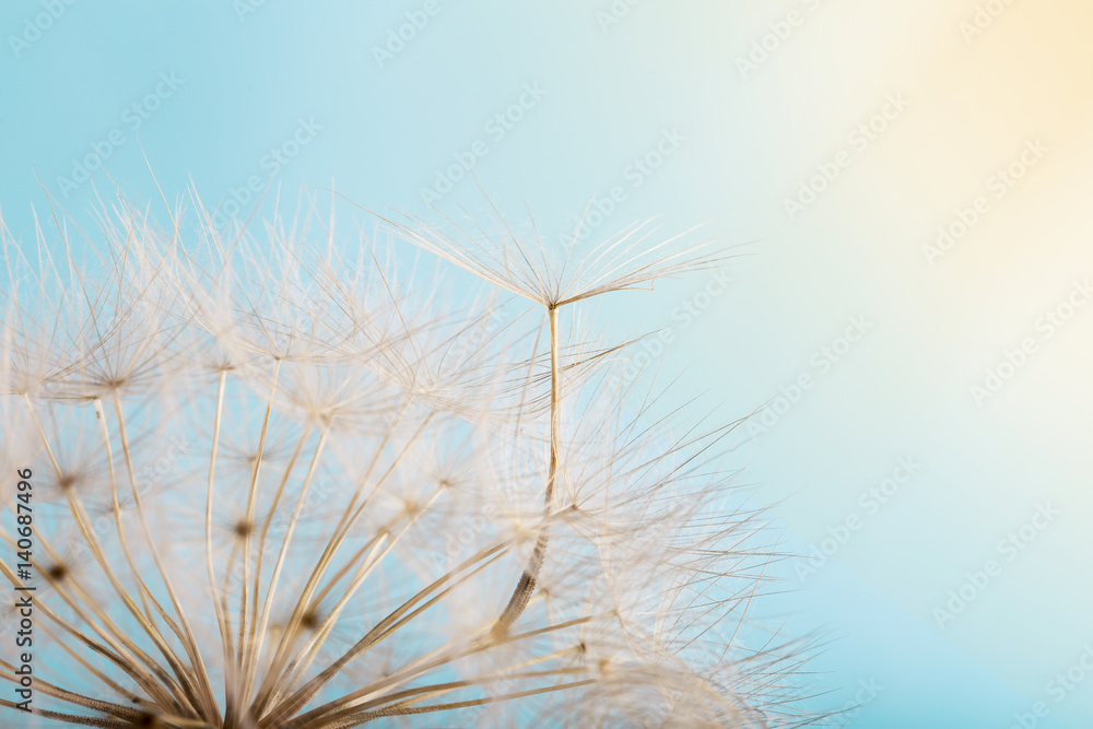 Obraz premium Mniszek lekarski z nasionami wiejącymi na wietrze po błękitnym niebie