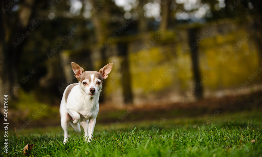 Chihuahua dog standing on grass holding one paw up