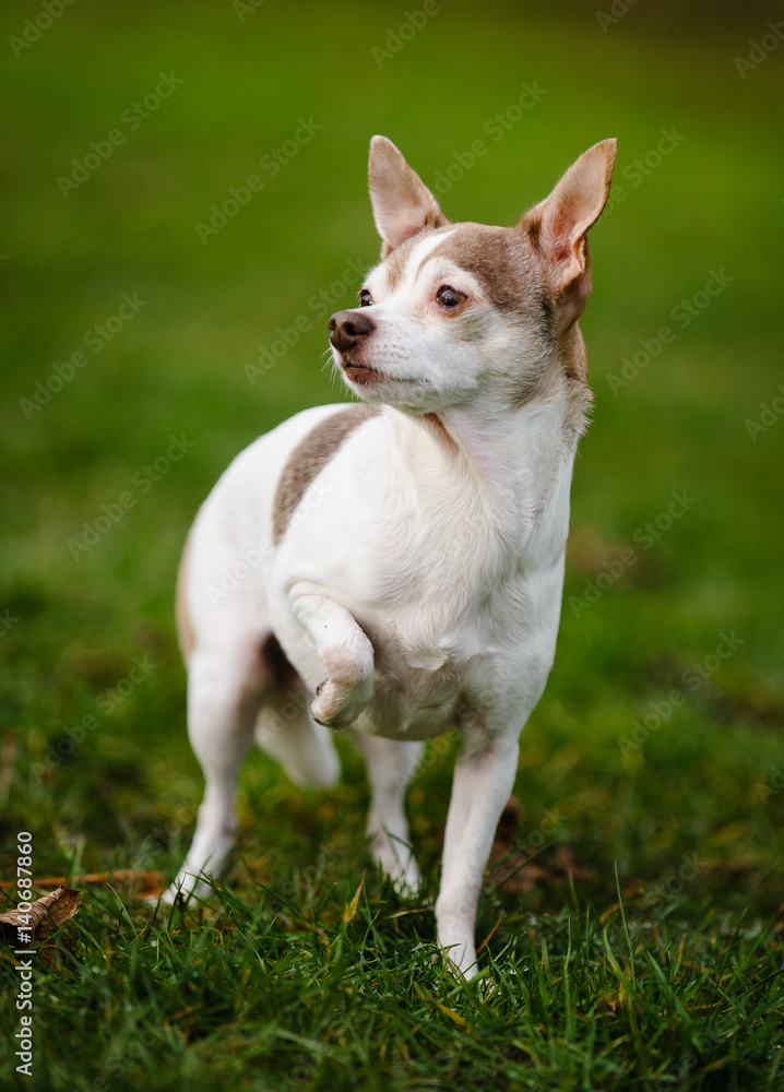 Chihuahua dog standing in grass with one paw up