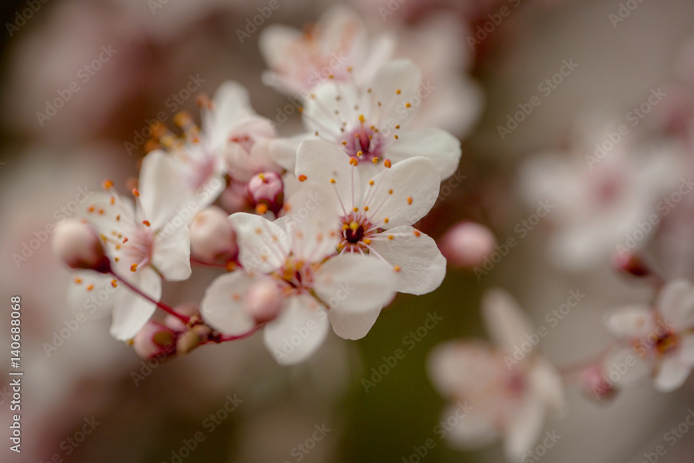 White sakura flower blossoming as natural background on blurred backdrop White sakura flower blossoming as natural background on blurred backdrop