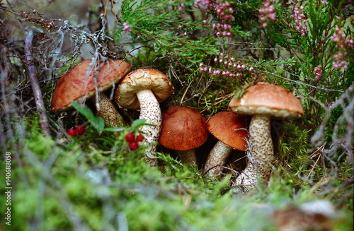 Mushrooms in the forest.