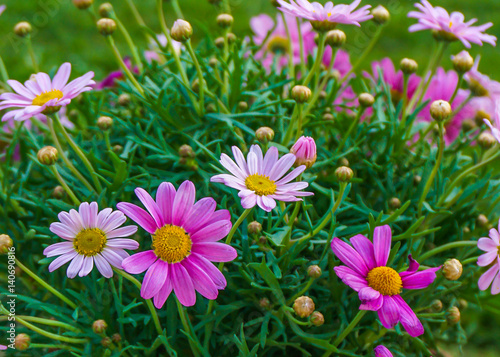 pink daisy flowers in spring 