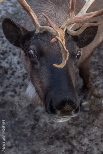 Portrait of a deer close up