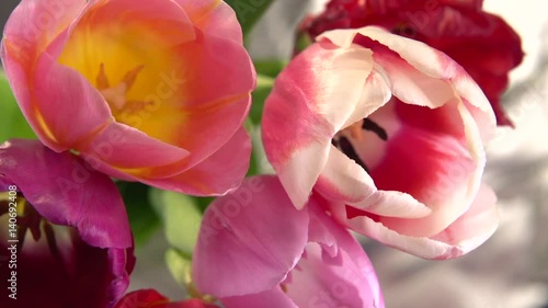 Multi-colored tulips flower blooming in time lapse. High speed camera shot. Full HD 1080p. Timelapse 