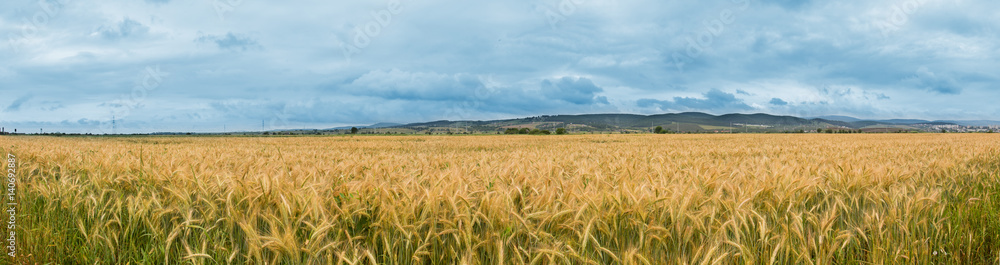 The corner of a wheat field - panorama