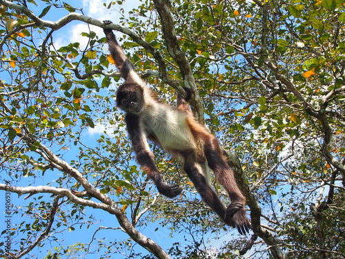 Spider Monkey Hanging From Tree