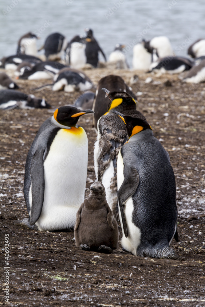 Naklejka premium King Penguin