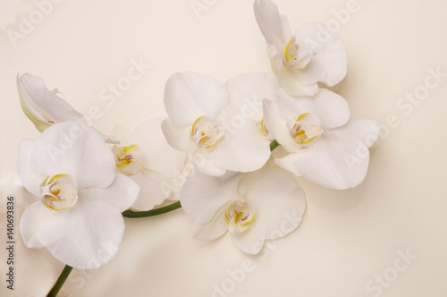 Fototapeta Naklejka Na Ścianę i Meble -  romantic branch of white orchid