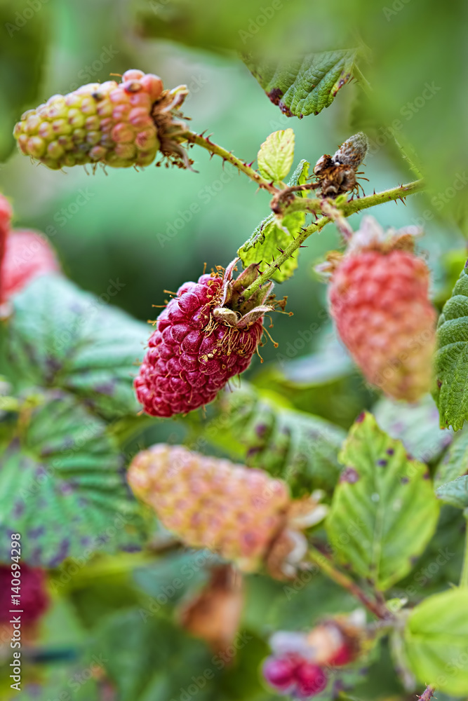 Raspberry Raspberry