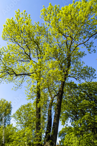 Tableau sur toile Fraxinus excelsior, Esche im Frühjahr
