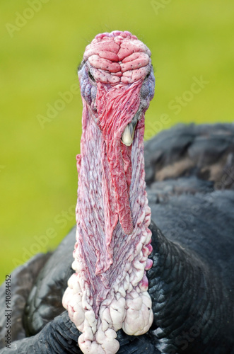 Portrait of male turkey (Meleagris) seen from front