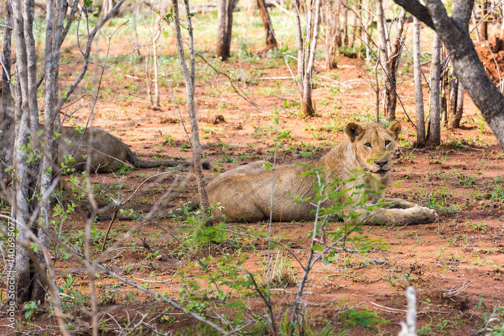 Lions resting in the sun Lions resting in the sun