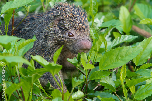 Brazilian Porcupine eating leaves photo