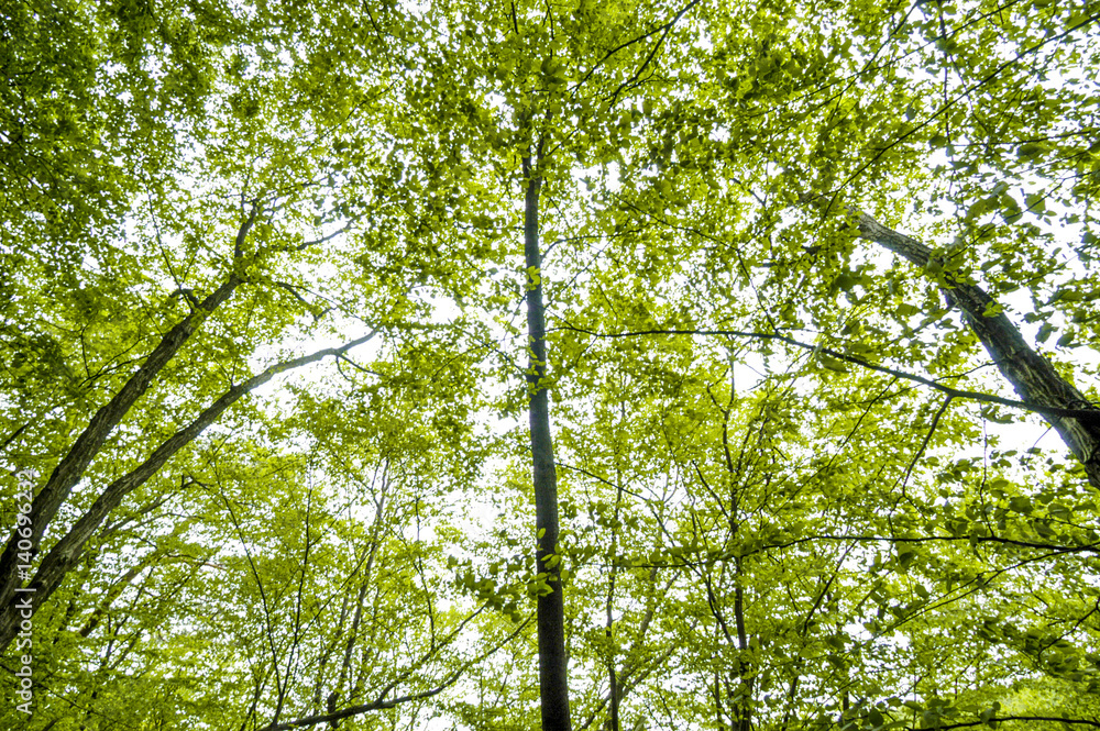 Baumimpressionen, Laubwald im Frühjahr, Österreich, Niederöst Baumimpressionen, Laubwald im Frühjahr, Österreich, Niederöst