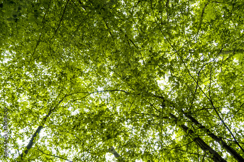 Laubwald im Fr  hjahr    sterreich  Nieder  sterreich  Waldviert