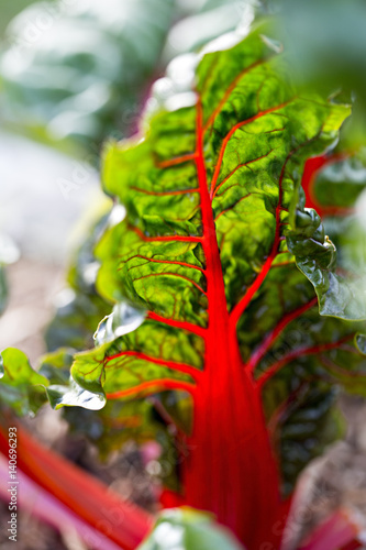 Red kale chard 