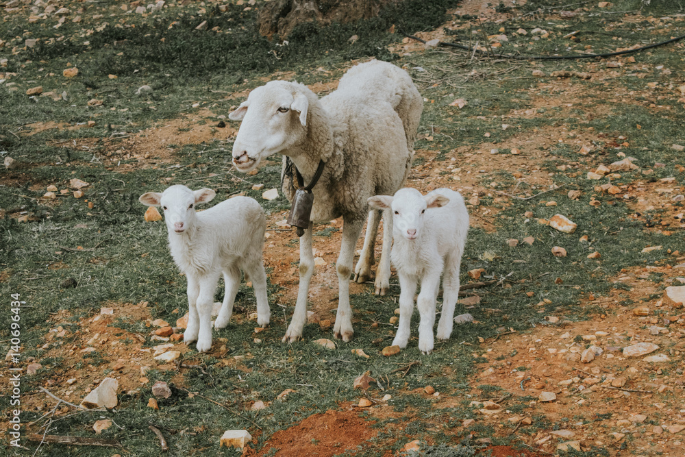 Obraz premium Borregos