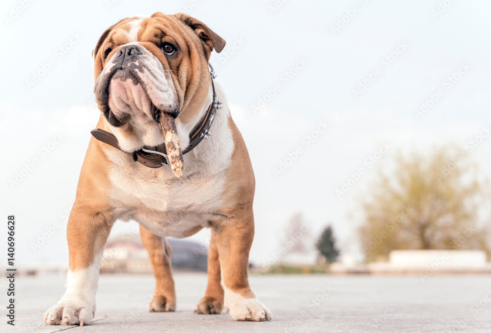 Portrait of English bulldog Portrait of English bulldog