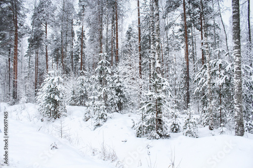 Coniferous forest winter.