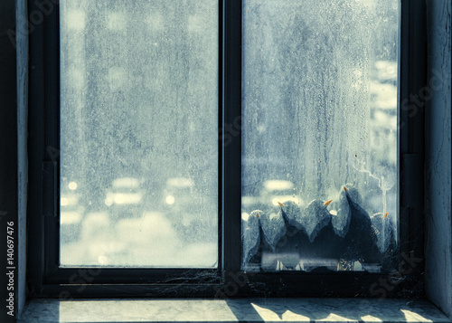 Фотография birds bask on the window