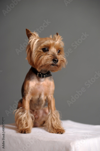 Yorkshire Terrier ( after cutting hair)