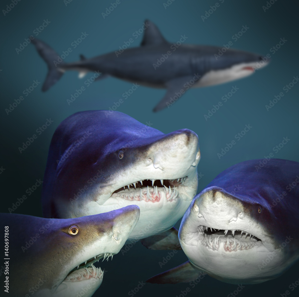 Naklejka premium Underwater picture of three sharks have a fun.