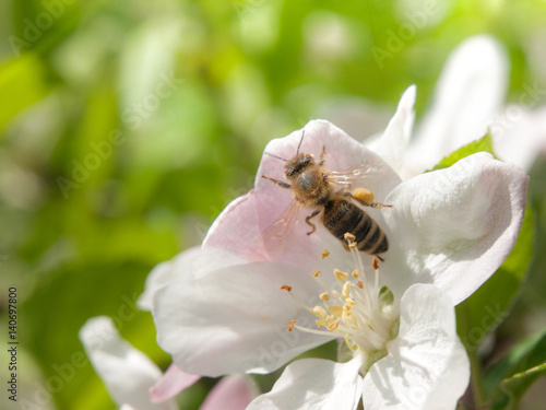 Bee collects nectar and pollen on white cherry bloom with green leaf and sun beams on the background. Spring day theme.