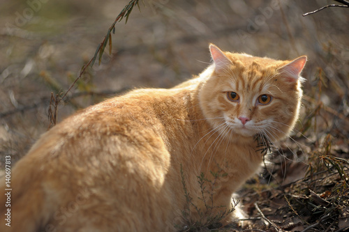 Carefully looking ginger cat in the woods photo