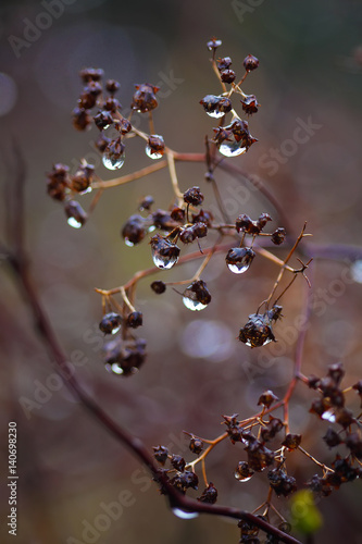 rain drops on a branch